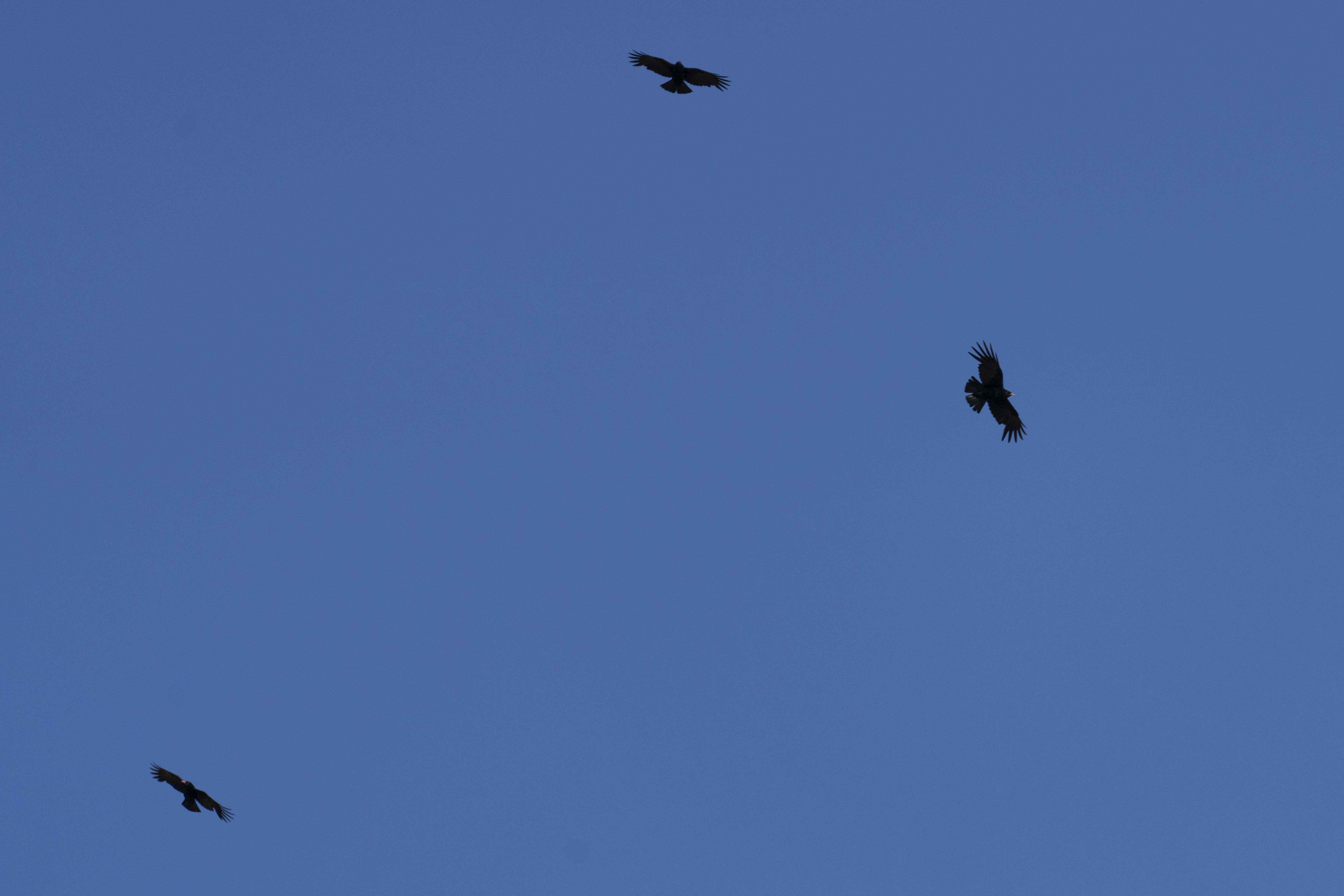 Red-billed Chough